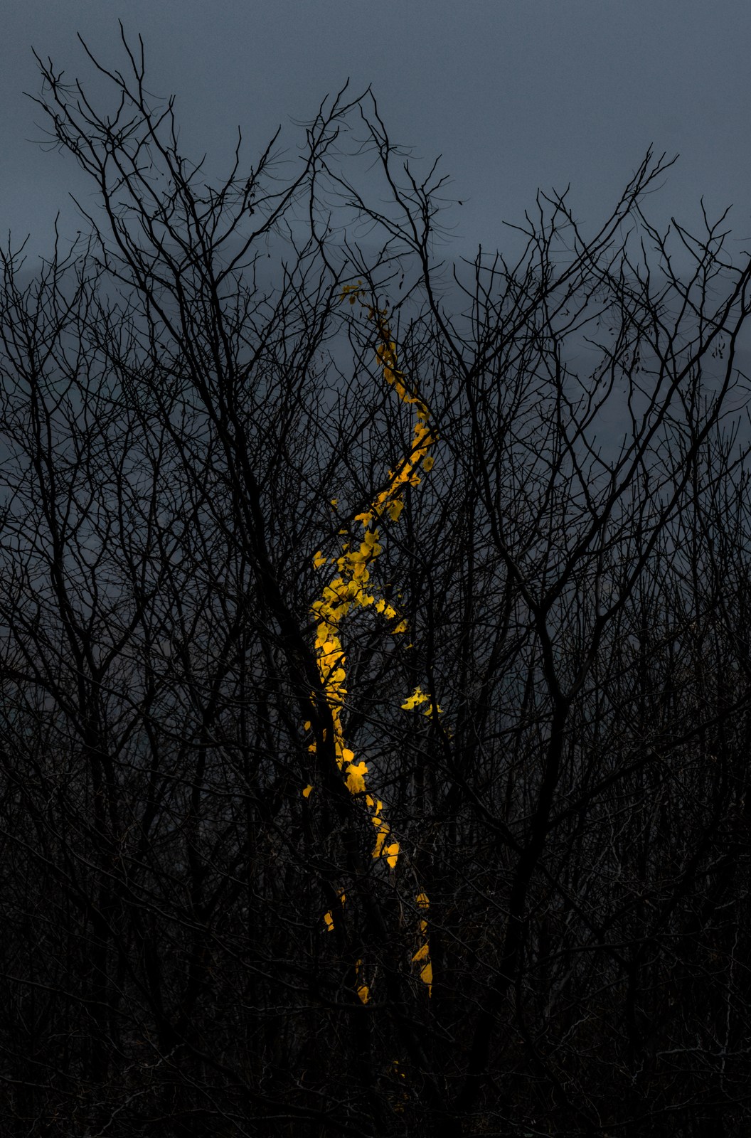 A winding line of yellow leaves crosses tangled bare branches in fading autumn light.