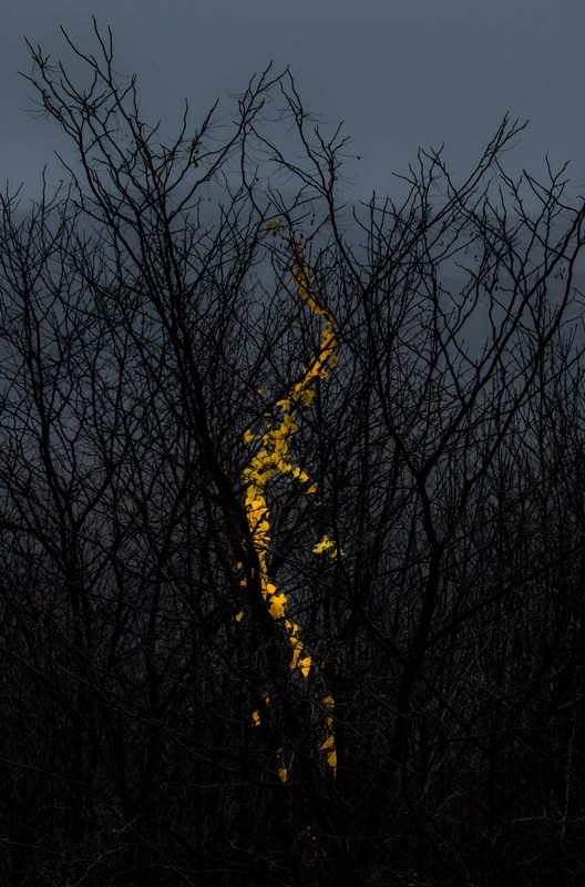 A winding line of yellow leaves crosses tangled bare branches in fading autumn light.