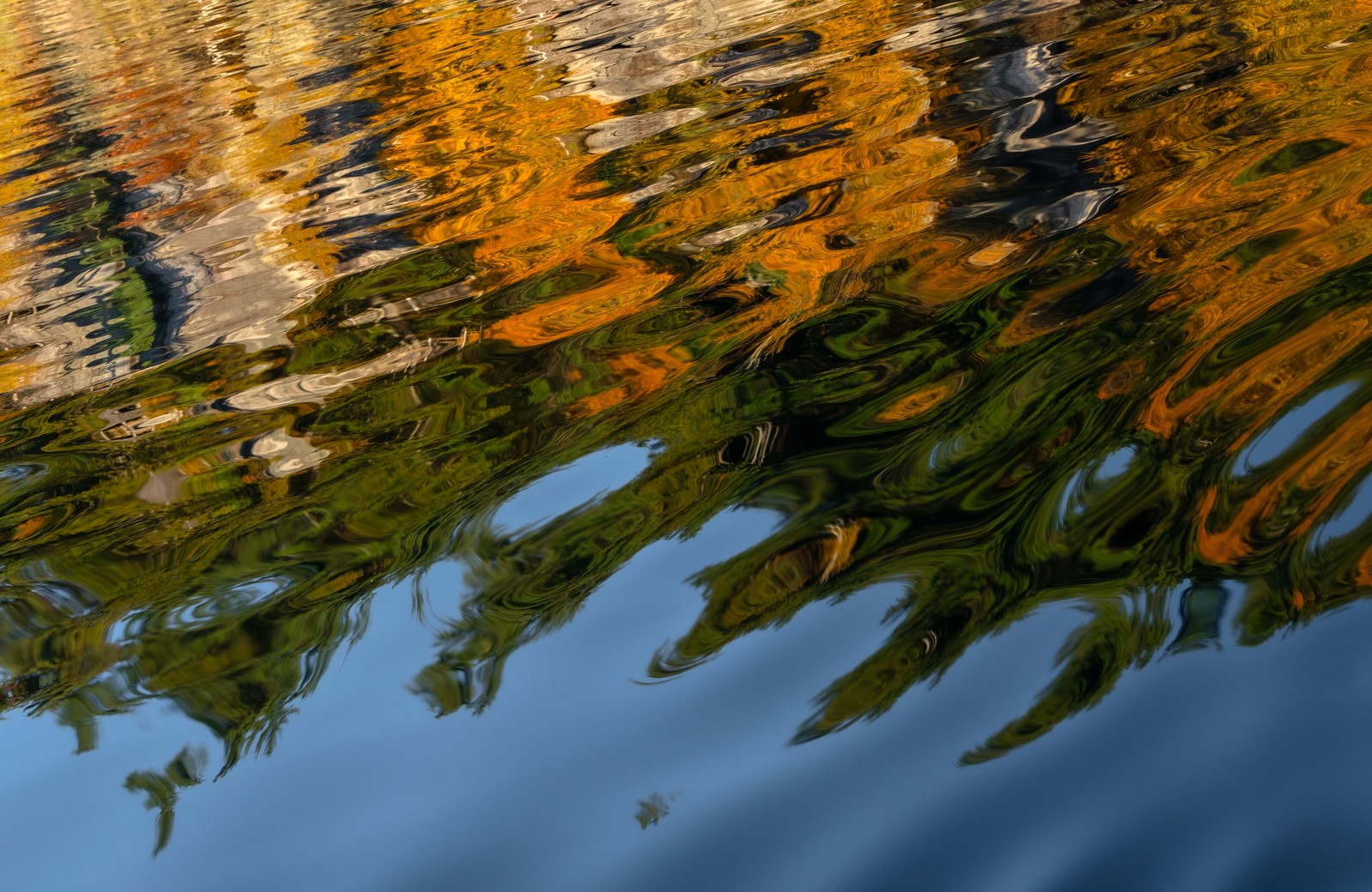 Gold and green foliage and blue sky break into overlapping ripples in a lake reflection.