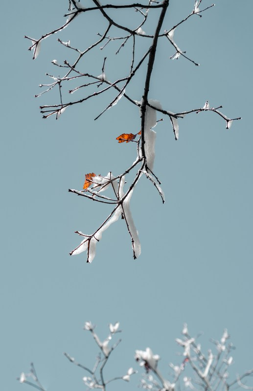 The first snow outlines dark branches still carrying rust-colored autumn leaves.