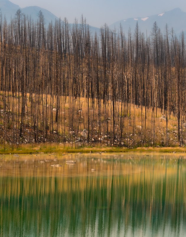 Slender bare trunks rise above a golden bank and reflect in green water.