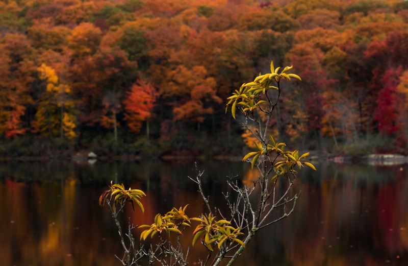 Yellow leaves on a near branch stand before autumn trees and their soft reflections in a lake.